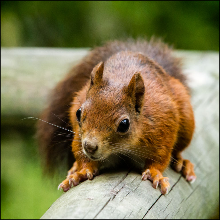 Red Squirrel.jpg