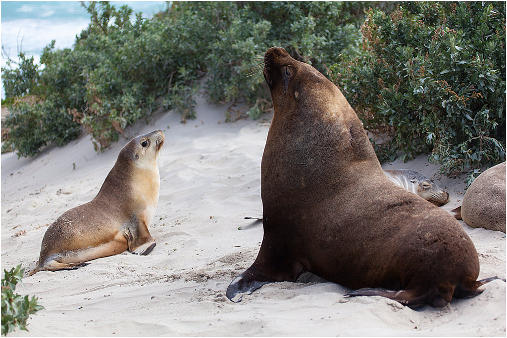 Australian-Sealions-(med).jpg