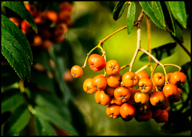 Rowan Berries.jpg