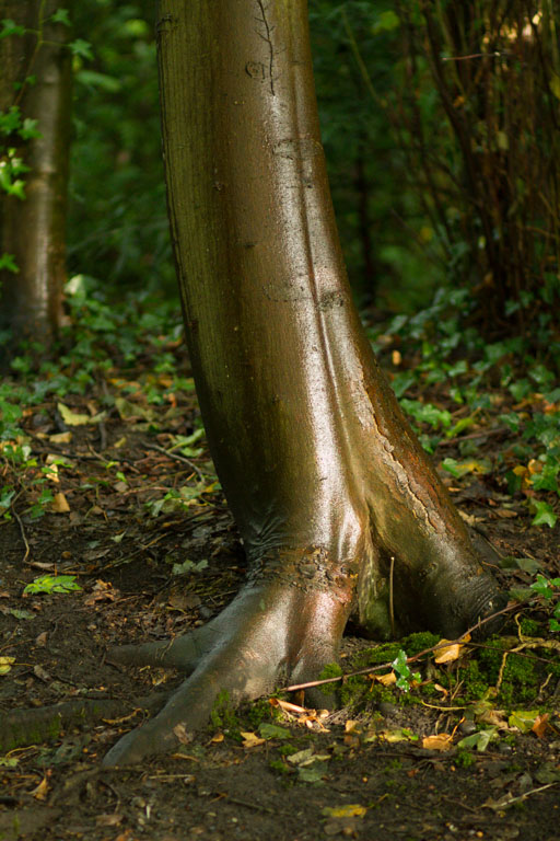 Wet Tree Straight.jpg