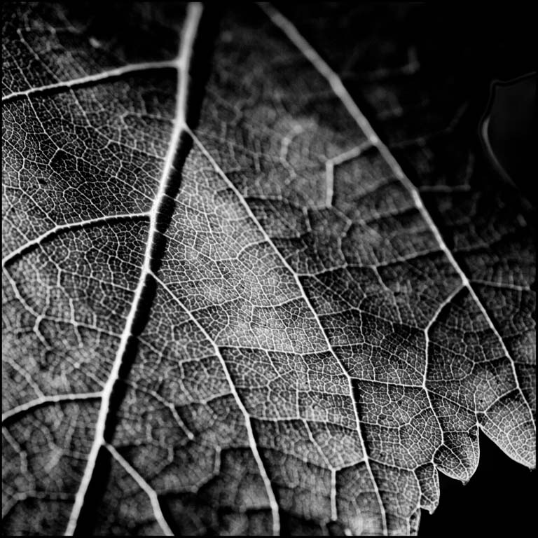 Vine Leaf.jpg