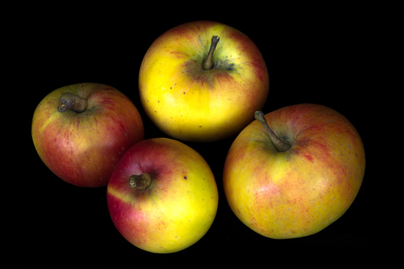 Apple Crop.jpg