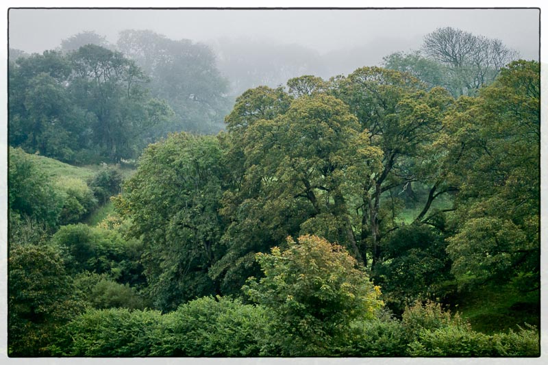 Trees in the Mist.jpg