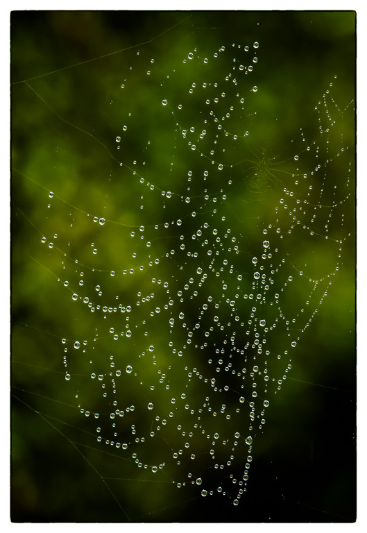 Cobweb Jewels.jpg