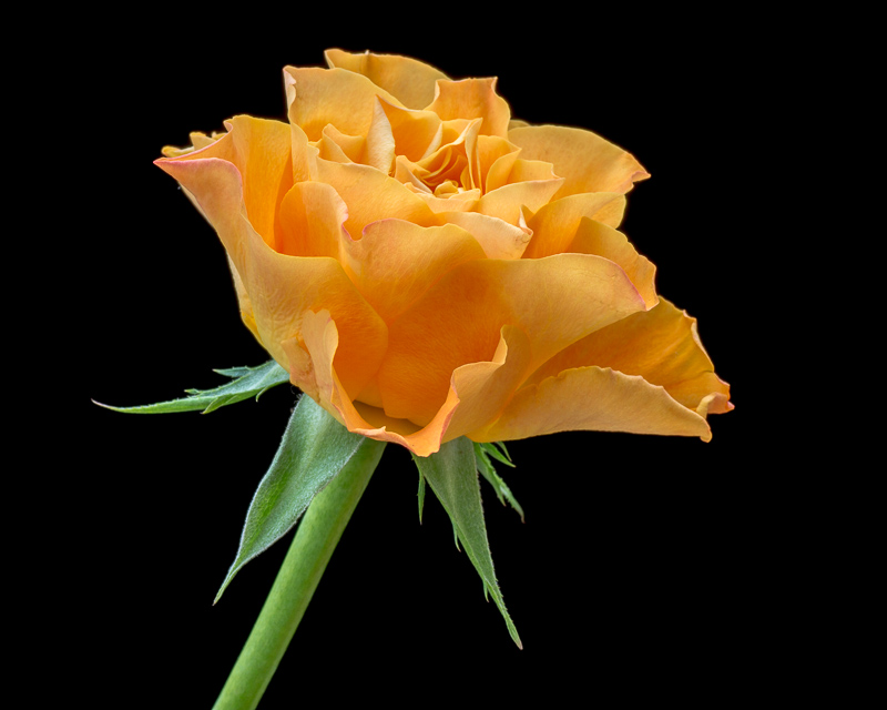 Orange Rose.jpg