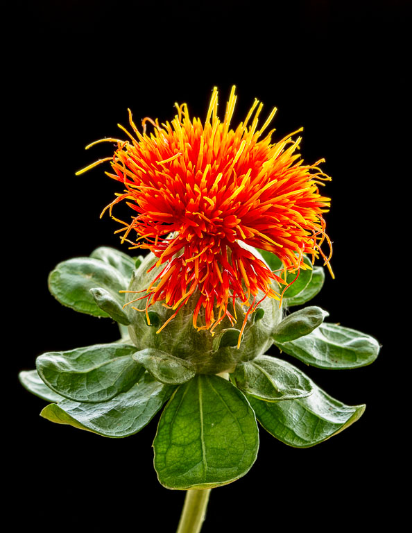 Orange Flower.jpg