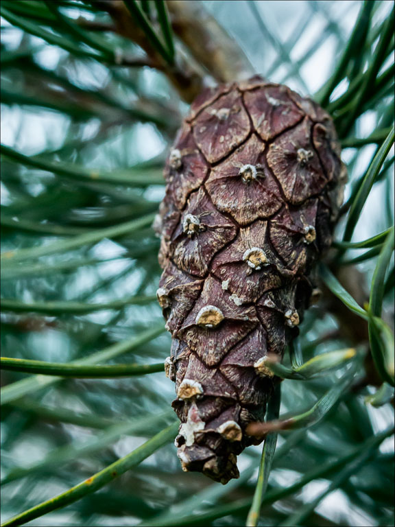 Pine Cone.jpg