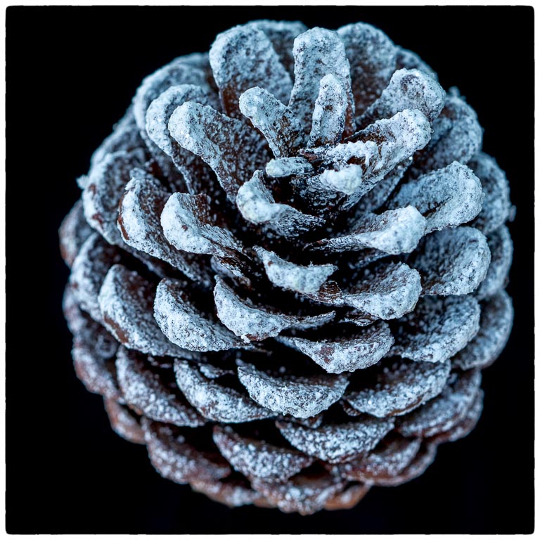 Frosted Pine Cone.jpg