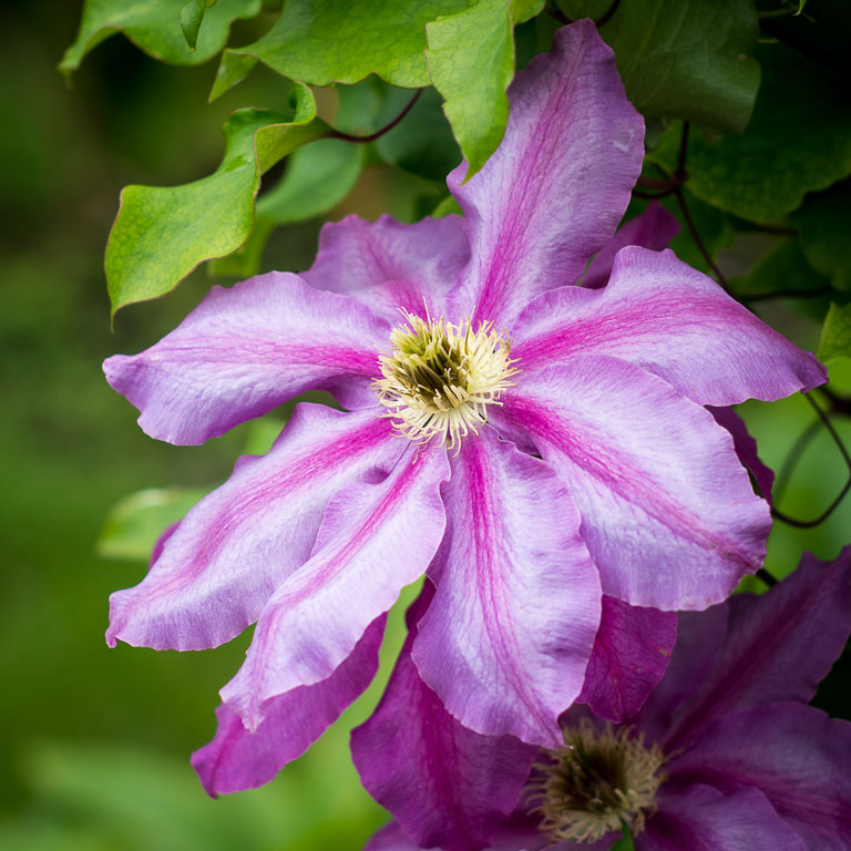 Clematis.jpg