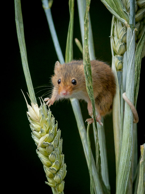 Harvest Mouse.jpg